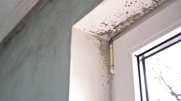 Best Fast Mold Removal  in Sonoma State University, CA
