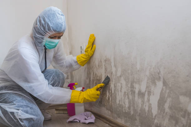Best Emergency Mold Removal  in Sonoma State University, CA