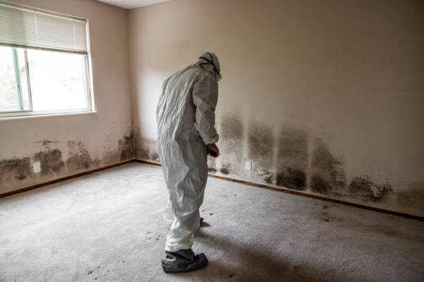 Best Attic Mold Removal  in Sonoma State University, CA