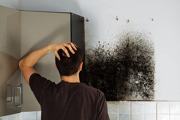 Best Same-Day Mold Removal  in Sonoma State University, CA
