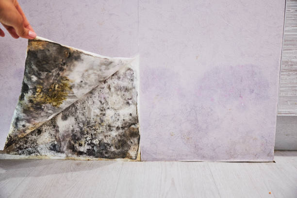Best Mold Removal Company Near Me  in Sonoma State University, CA